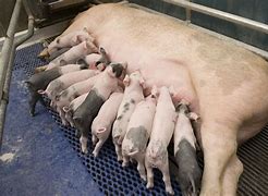 Image result for Swine Sow Giant