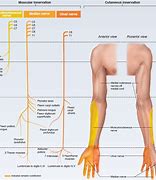 Image result for Brachial Plexus Innervation Chart