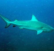 Image result for Bull Shark Pup