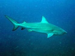 Image result for bull shark size