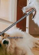 Image result for Meme Dog Yapping