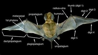 Image result for Bat Wing Muscles