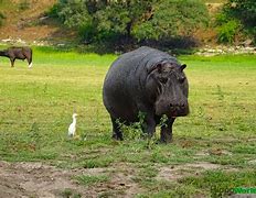 Image result for Hippo On Land