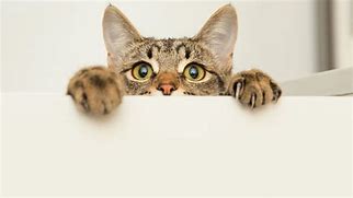 Image result for Cat Background for Zoom