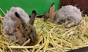 Image result for Rabbit Litter Box