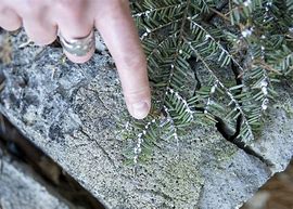 Image result for Hemlock Woolly Adelgid Map