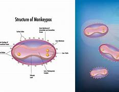 Image result for Pox Virus Structure