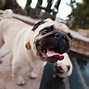 Image result for Pet Dog Pug