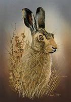 Image result for Brown Hare Head