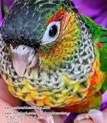 Image result for Black Cap Conure