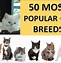 Image result for Top 10 Best Cat Breeds