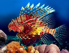 Image result for The Lionfish