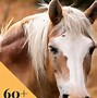 Image result for Best Horse Pics