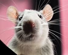 Image result for Fancy Rat