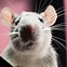 Image result for Grey and Brown Fancy Rat