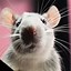 Image result for Balding Rat