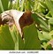 Image result for Leaf Spot in Turmeric Plant