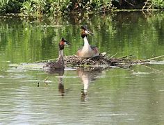 Image result for Grebe Florida