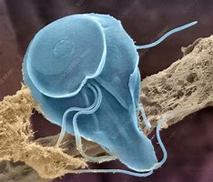 Image result for Protozoan Giardia Lamblia