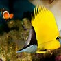 Image result for Yellow and Black Saltwater Fish