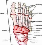 Image result for Joints of Foot