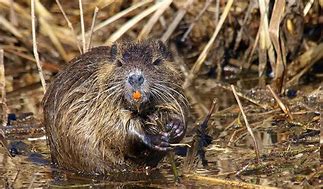 Image result for Arkansas Muskrat