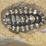 Image result for Chiton Wetlands