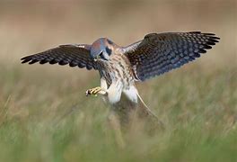 Image result for Kestrel Hunting