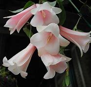 Image result for Rare Exotic Flowers Pink