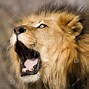 Image result for Male Lion Roar