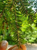 Image result for Hemlock Woolly Adelgid Map