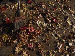 Image result for Flax Leaved Broom