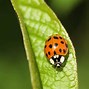 Image result for Ladybug Insect