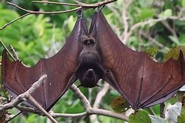 Image result for Arabic Bats