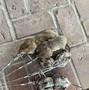 Image result for Lee Gopher Trap