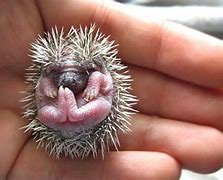 Image result for Baby Hedgehog