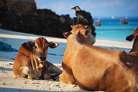 Image result for Cows in Zanzibar