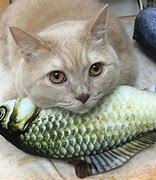 Image result for Washable Cat Toys