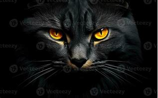 Image result for Black Cat Smile