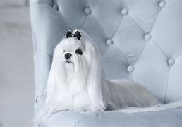 Image result for A Maltese Dog