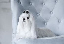 Image result for White Maltese Dog