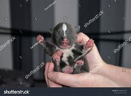 Image result for Bull Terrier Babies