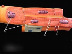 Image result for Cardiac Muscle Model