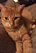 Image result for Happy Ginger Cat