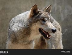 Image result for Close of a Wolf's Side View