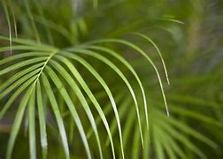 Image result for Artificial Palm Fronds