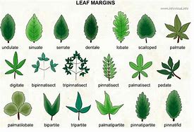 Image result for Bentuk Daun