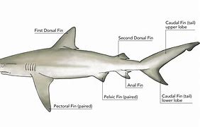 Image result for Sharck Tails