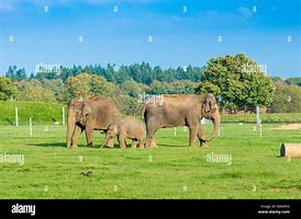 Image result for Whipsnade Zoo Elephants