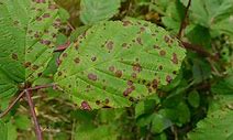 Image result for Rust Fungus